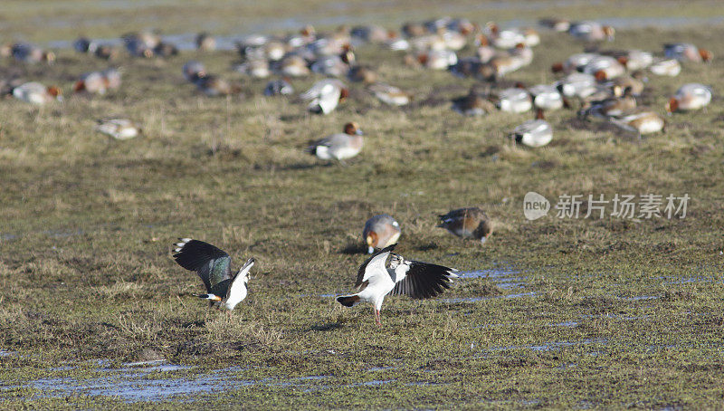 田凫(Vanellus Vanellus)